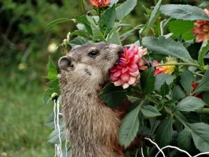 12 Effective Ways To Get Rid Of Groundhogs For Good